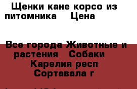 Щенки кане корсо из  питомника! › Цена ­ 65 000 - Все города Животные и растения » Собаки   . Карелия респ.,Сортавала г.